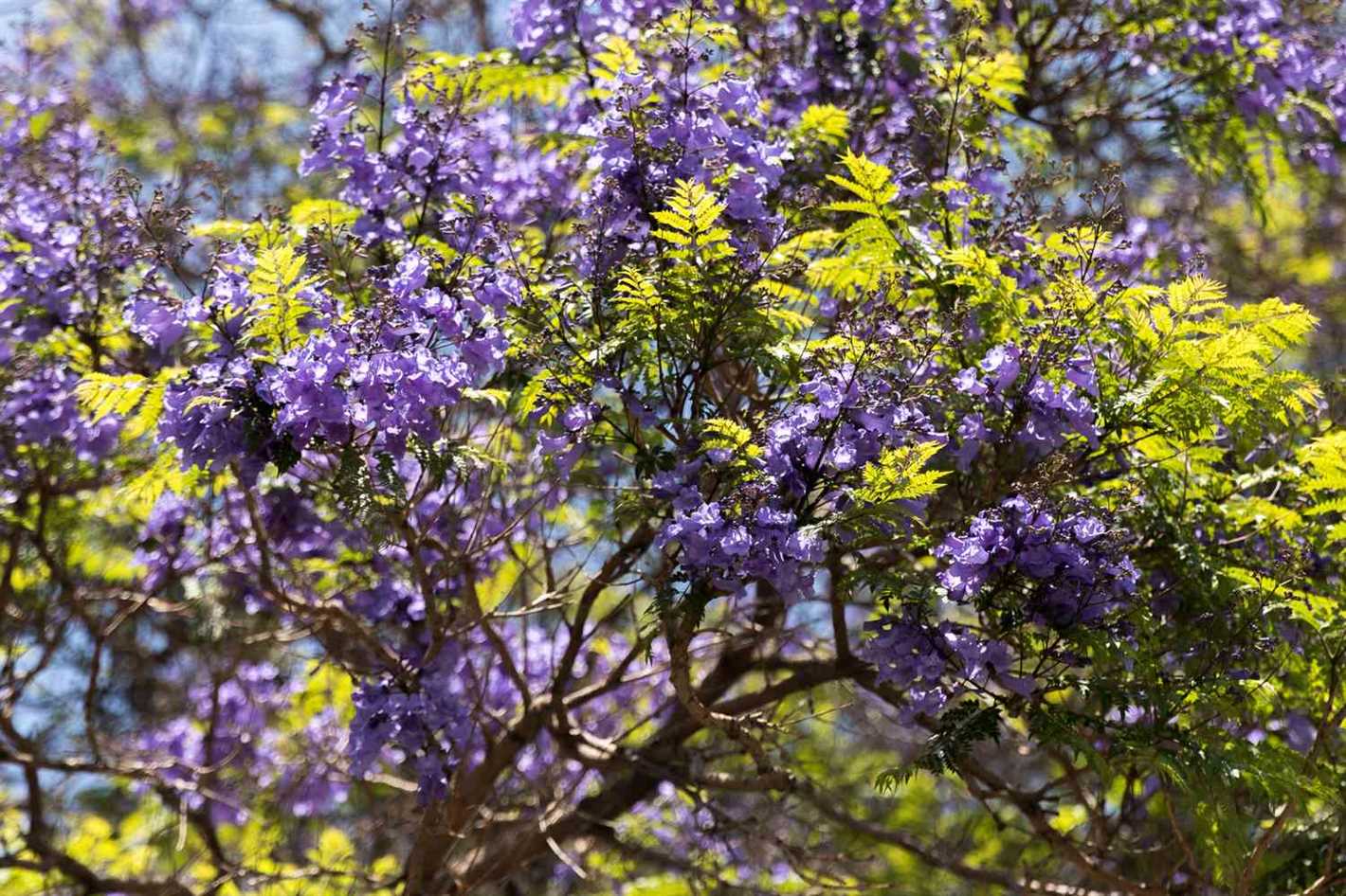 5. Fragrant Blossoms