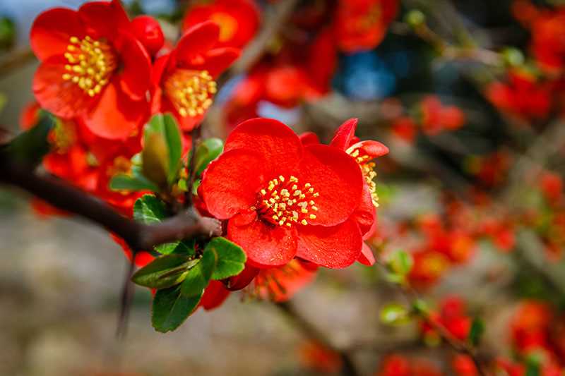 Watering and Fertilizing Japanese Quince