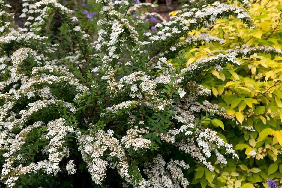 Tips for Successful Japanese Spirea Cultivation