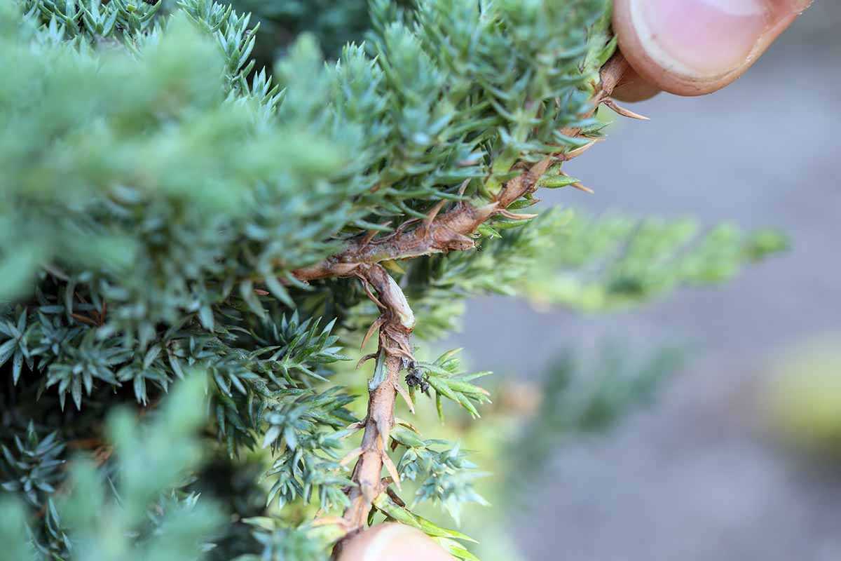 Uses of Juniper