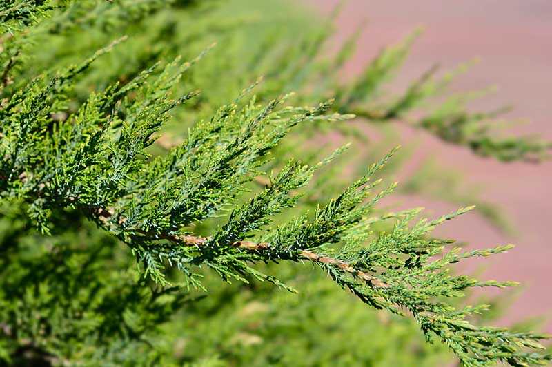 Caring for Juniper