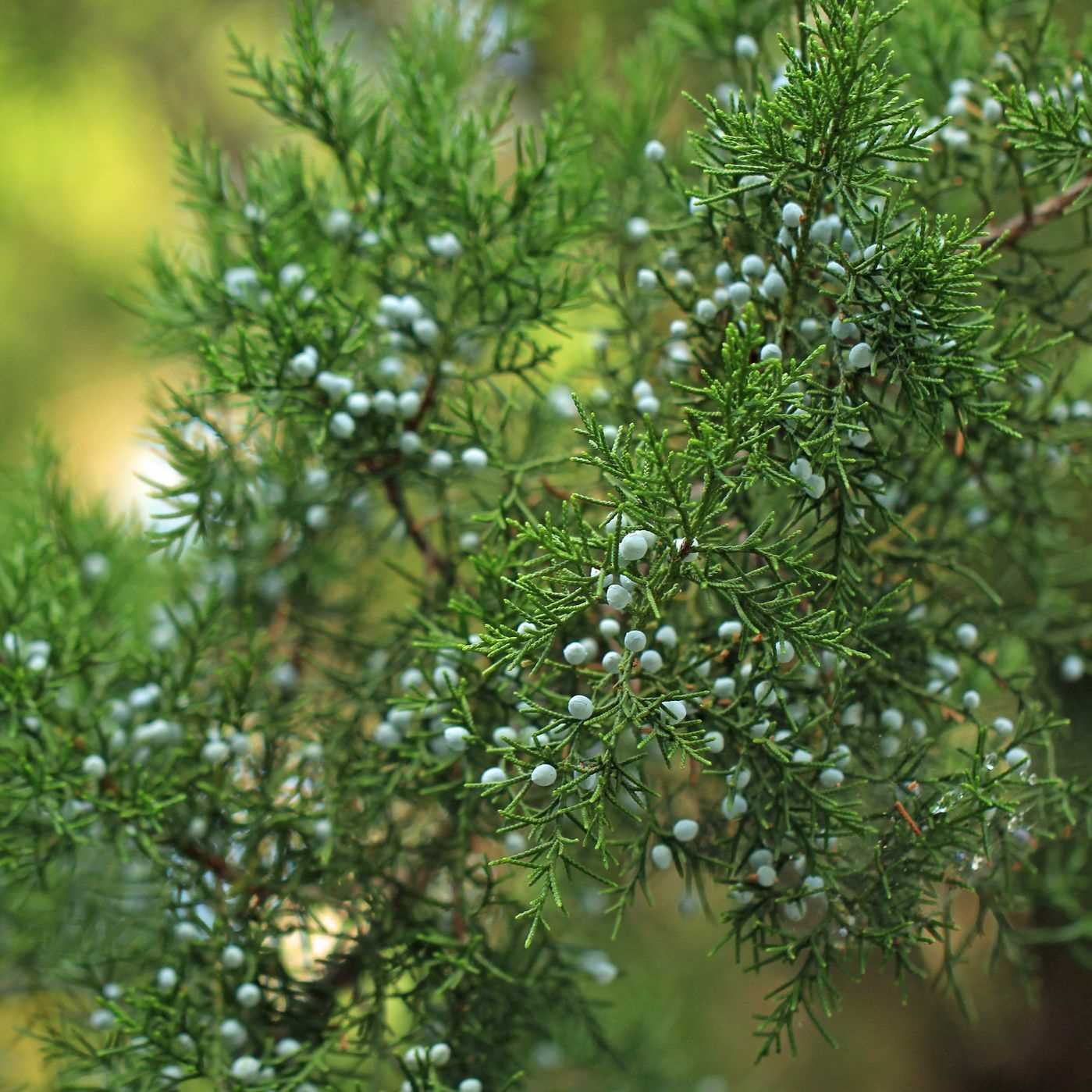 3. Juniperus chinensis (Chinese Juniper)