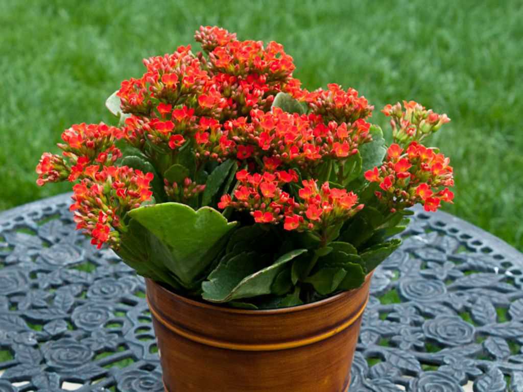 1. Kalanchoe Blossfeldiana