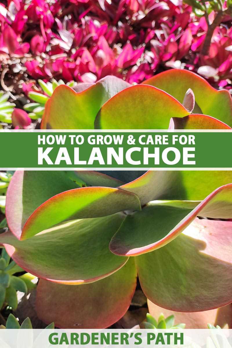 Propagating Kalanchoe Plants