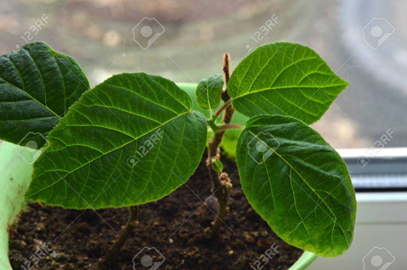 Planting the Kiwi Seeds