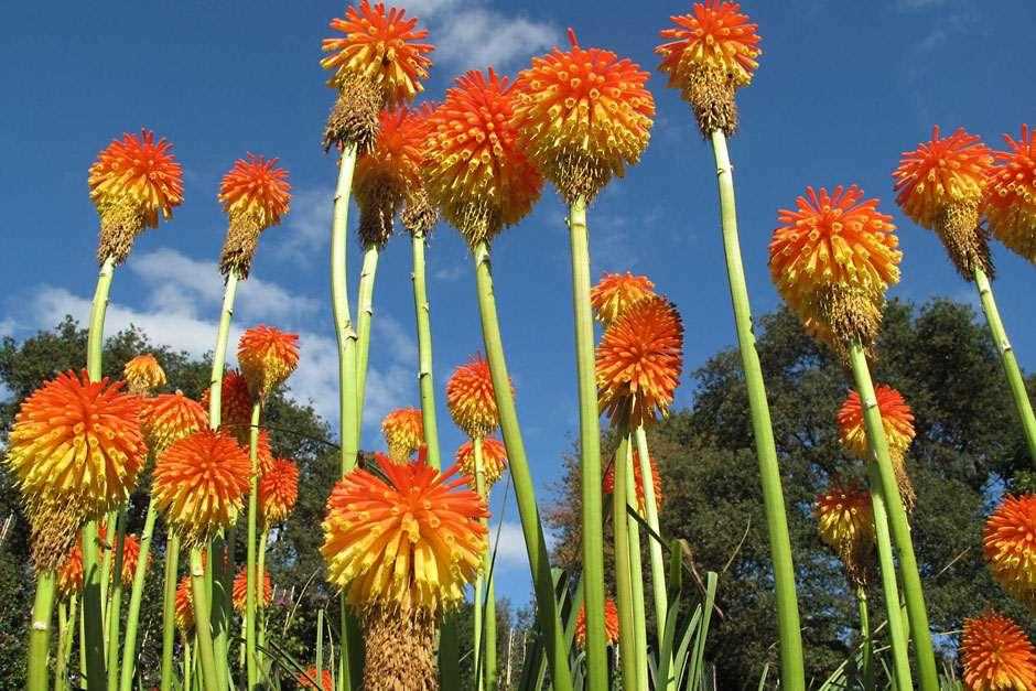 Proper Watering Techniques for Kniphofia