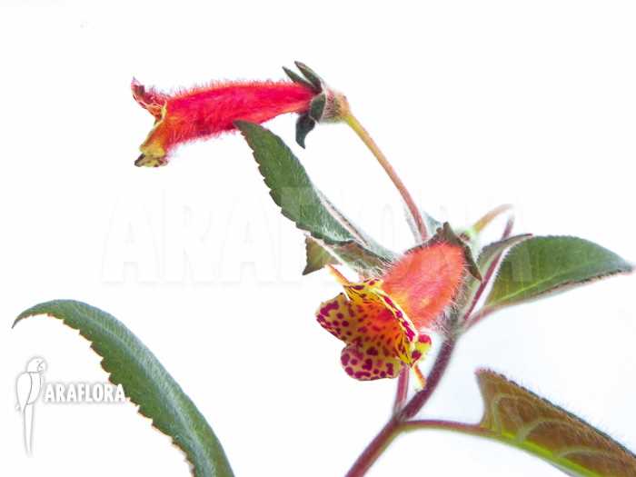  4. Kohleria eriantha 