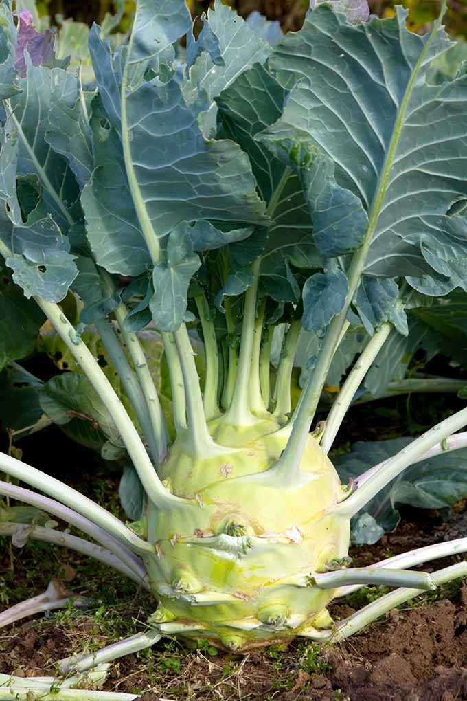 Harvesting and Storing Kohlrabi