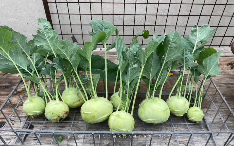 Caring for Kohlrabi Plants