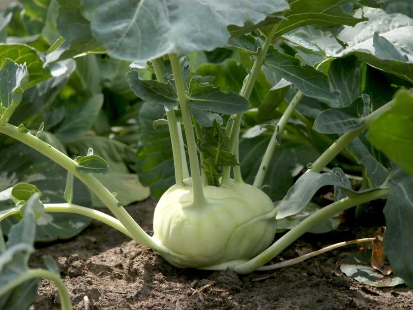 Choosing the Right Varieties of Kohlrabi