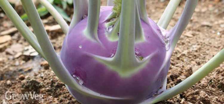 Planting Kohlrabi Seeds: