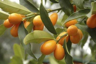 What is Kumquat?