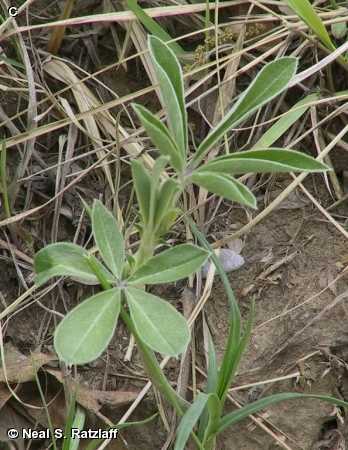 What is Leaf Scurf?