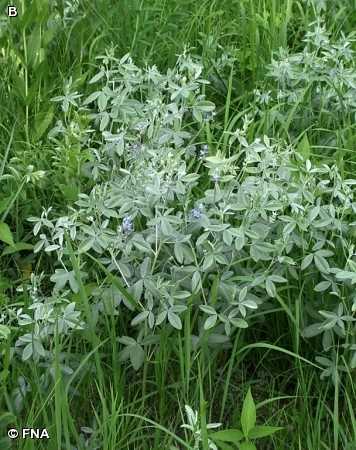 Effects of Leaf Scurf on Plants