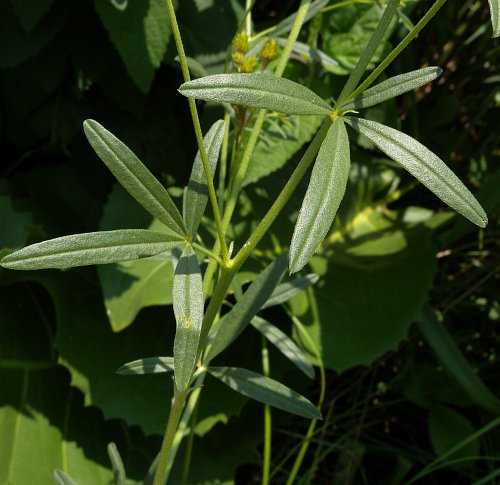 5. Maintain Proper Plant Spacing