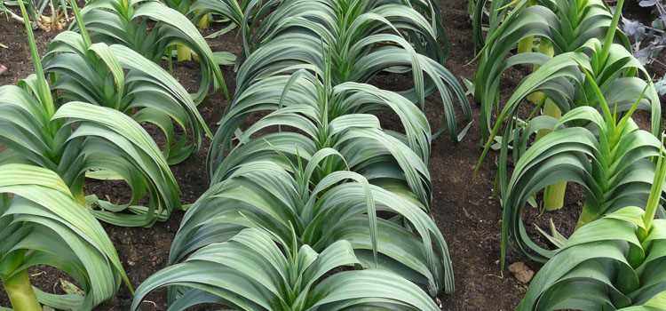 6. Create trenches or raised beds