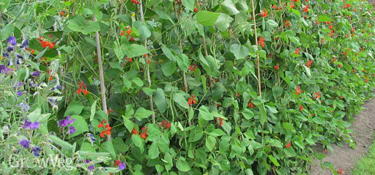 1. Edible Legumes