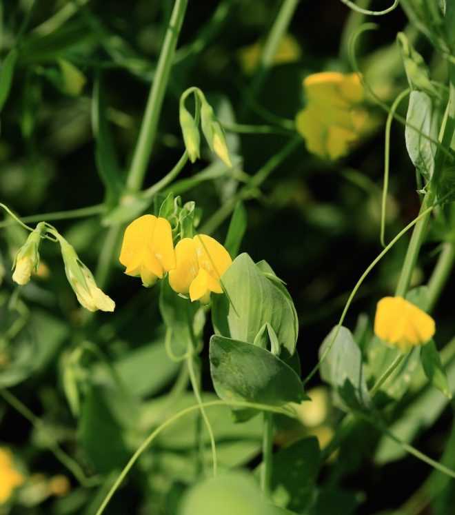 Legumes: Nature's Nitrogen Fixers