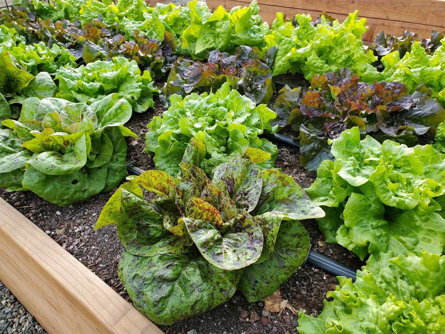 Steps to Plant Lettuce in the Windowsill: