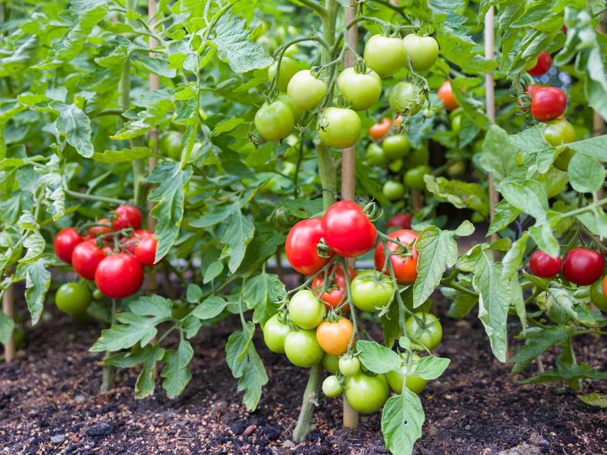 3. Use Supports for Tomato Plants