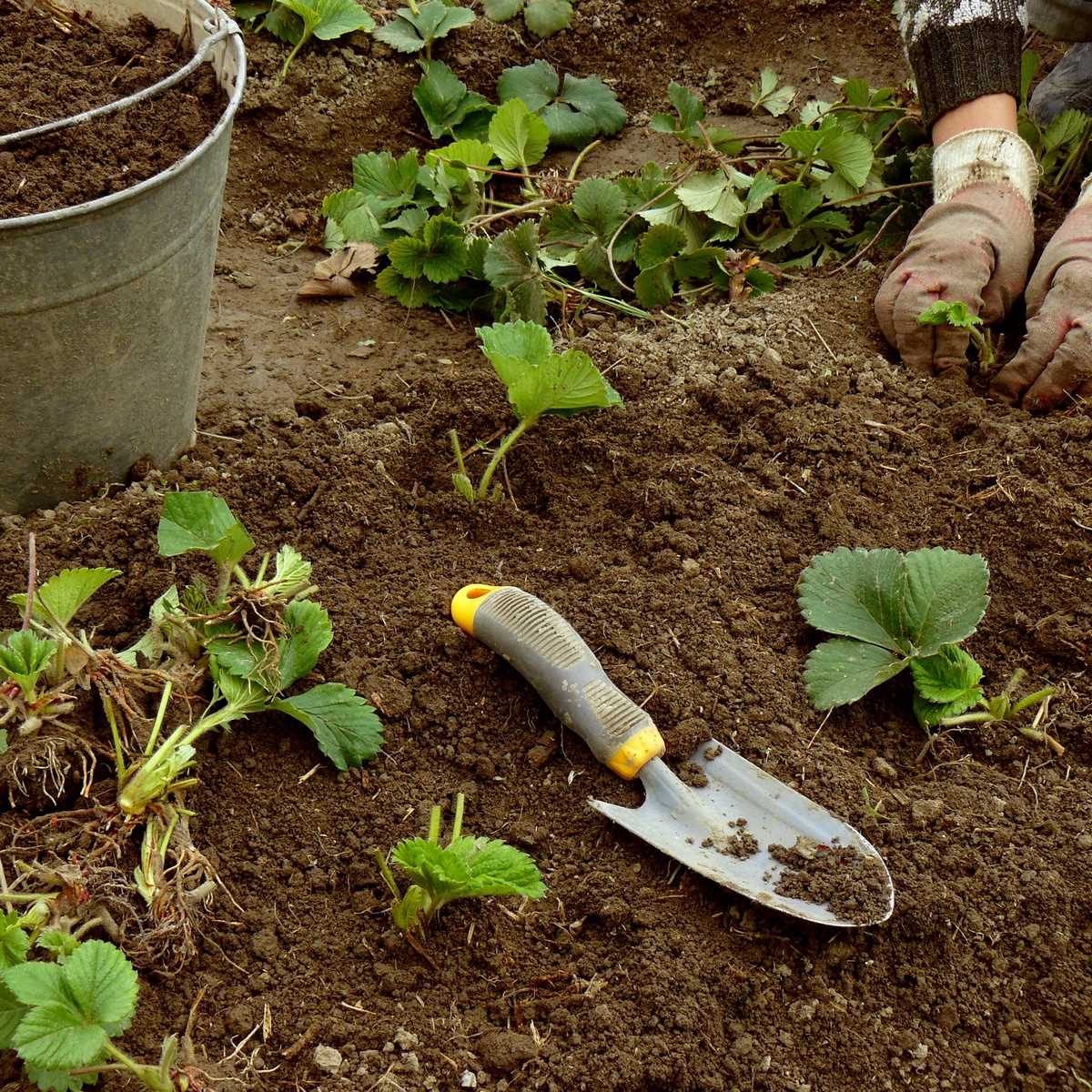 1. Soil Testing