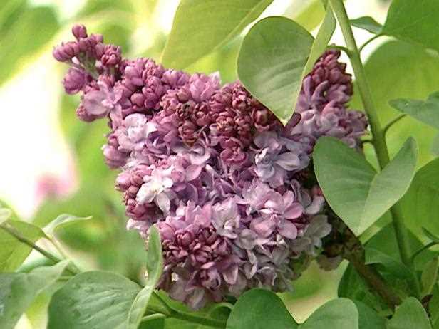 Planting Lilac in Your Garden