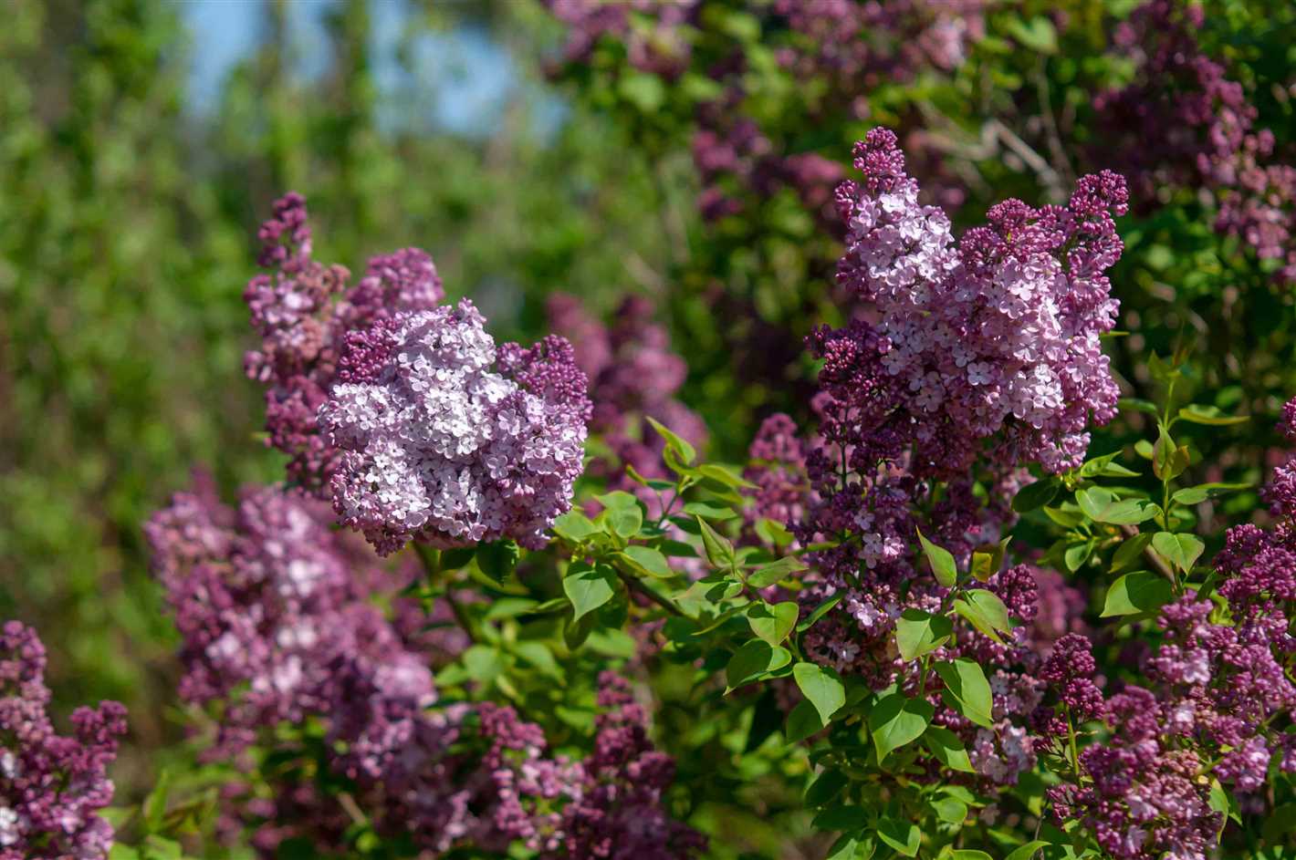 How to Prune Lilac?