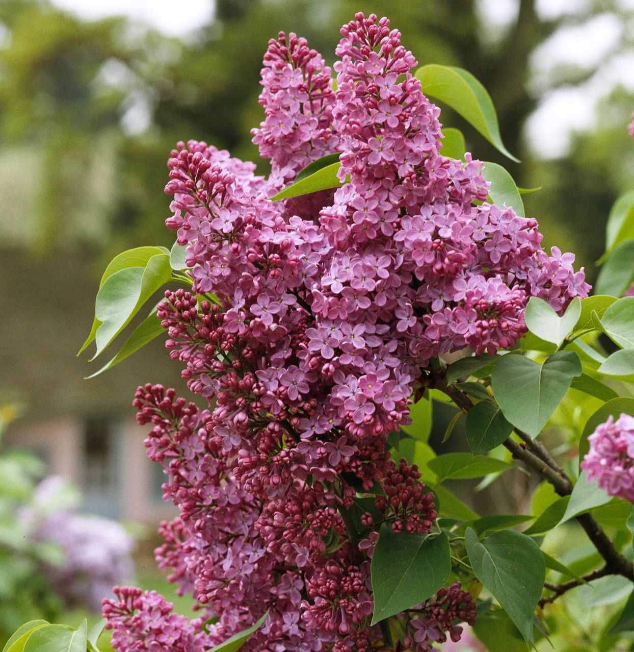 lilac planting and care in the garden types and va ghczq1ky