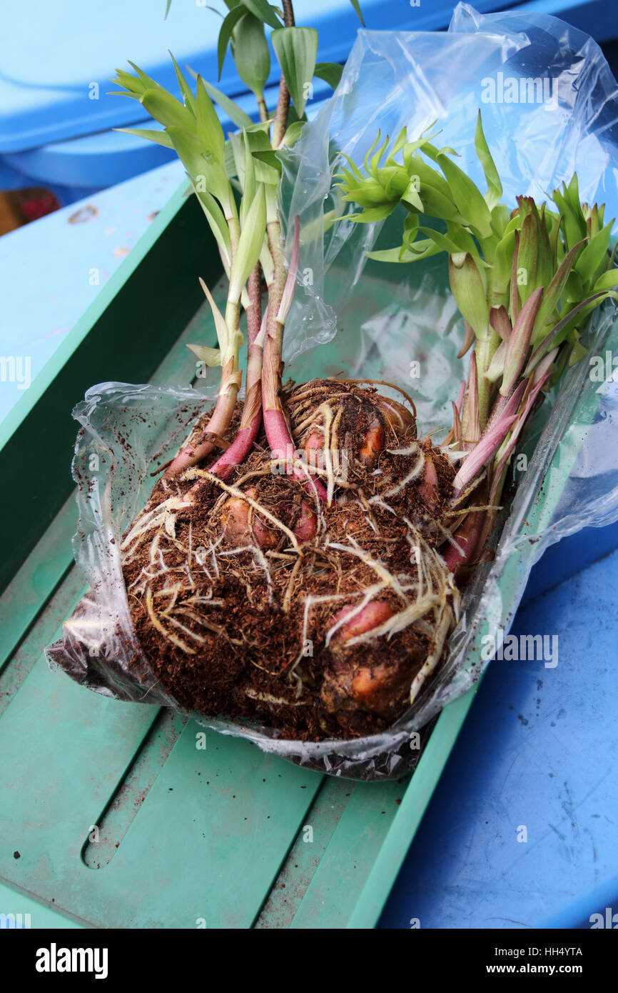 Storing Lily Bulbs