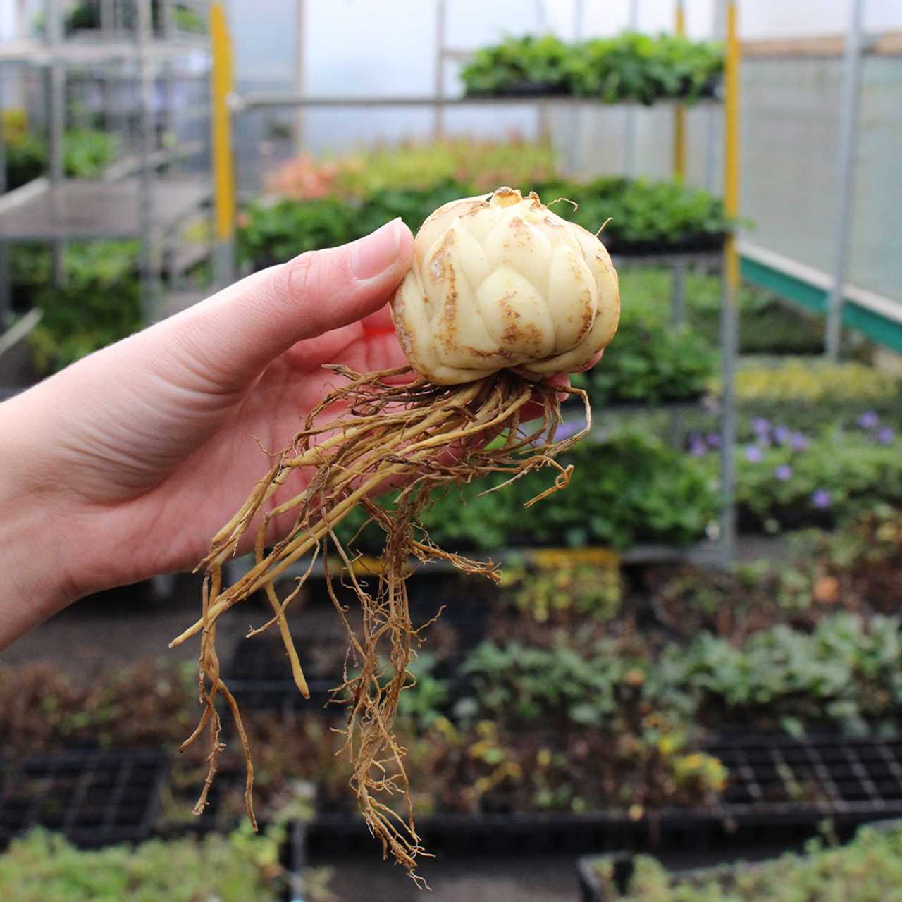 Harvesting and Storing Lily Bulbs