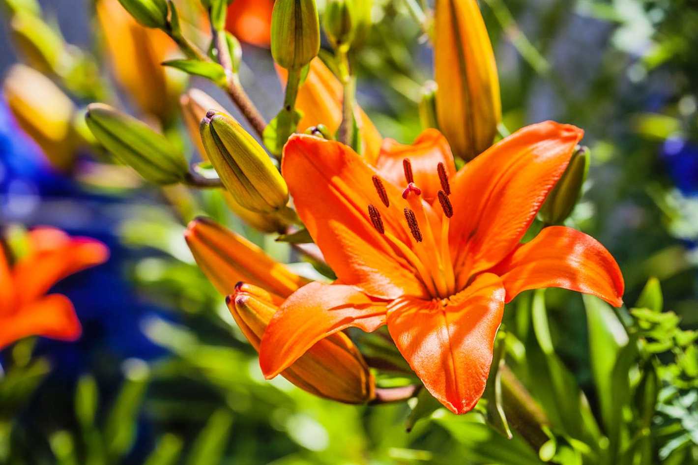 Lily Flower Symbolism and Meaning