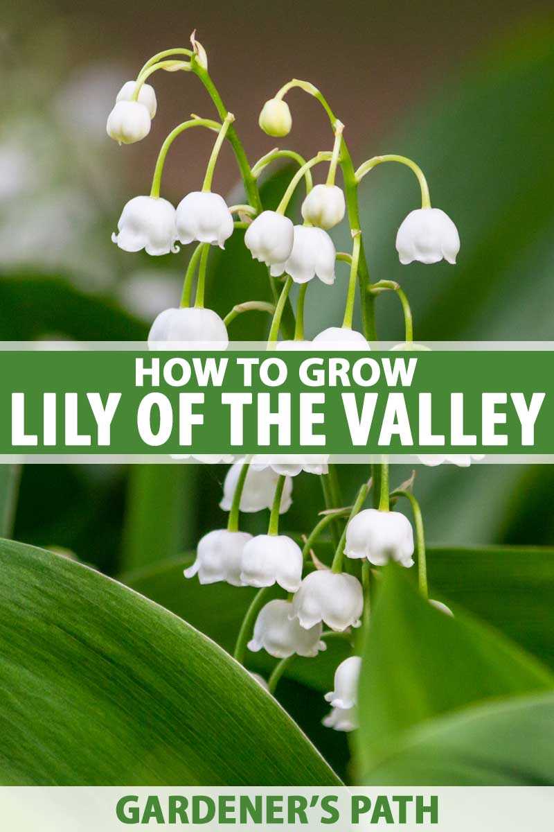 lily of the valley cultivation and care in the gar 6318zk5h