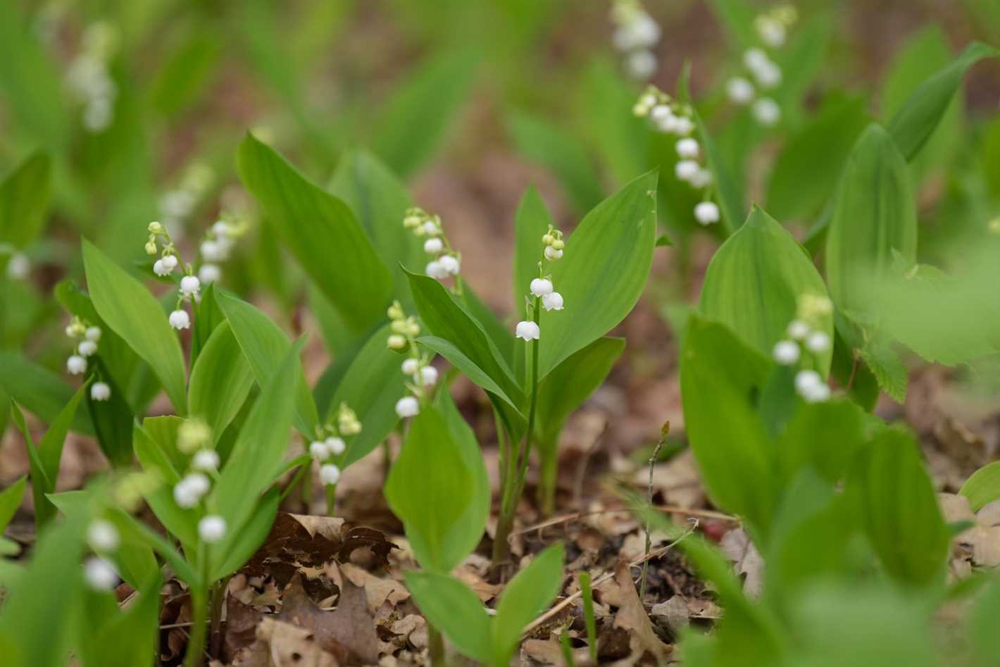 History and Symbolism of Lily of the Valley