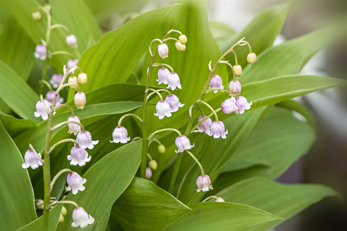 Growing Lily of the Valley