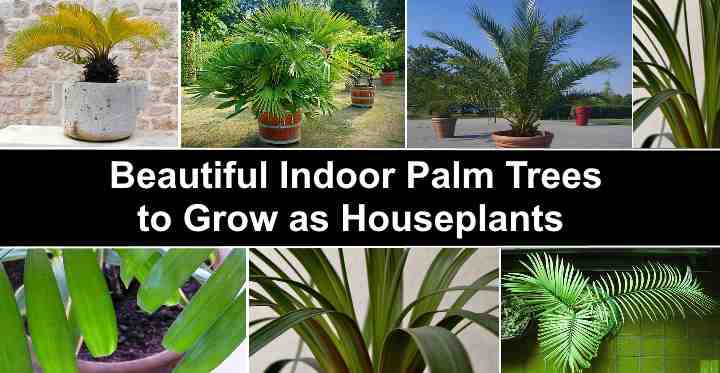 9. Kentia Palm (Howea forsteriana)