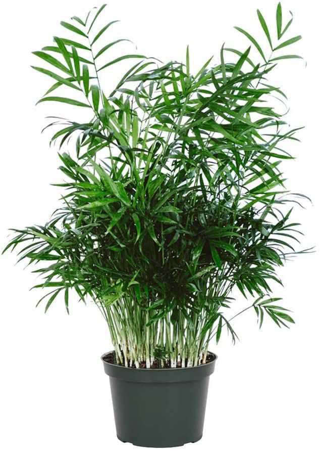 7. Bamboo Palm (Chamaedorea seifrizii)