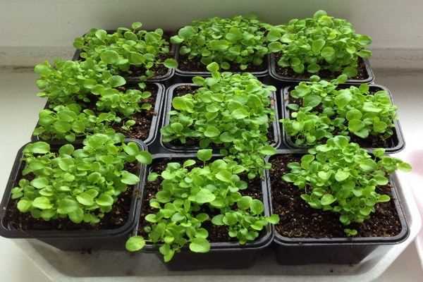 Securing Strong Seedlings: How to Perform Second Picking