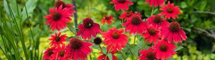 Creating stunning displays with long-flowering annuals