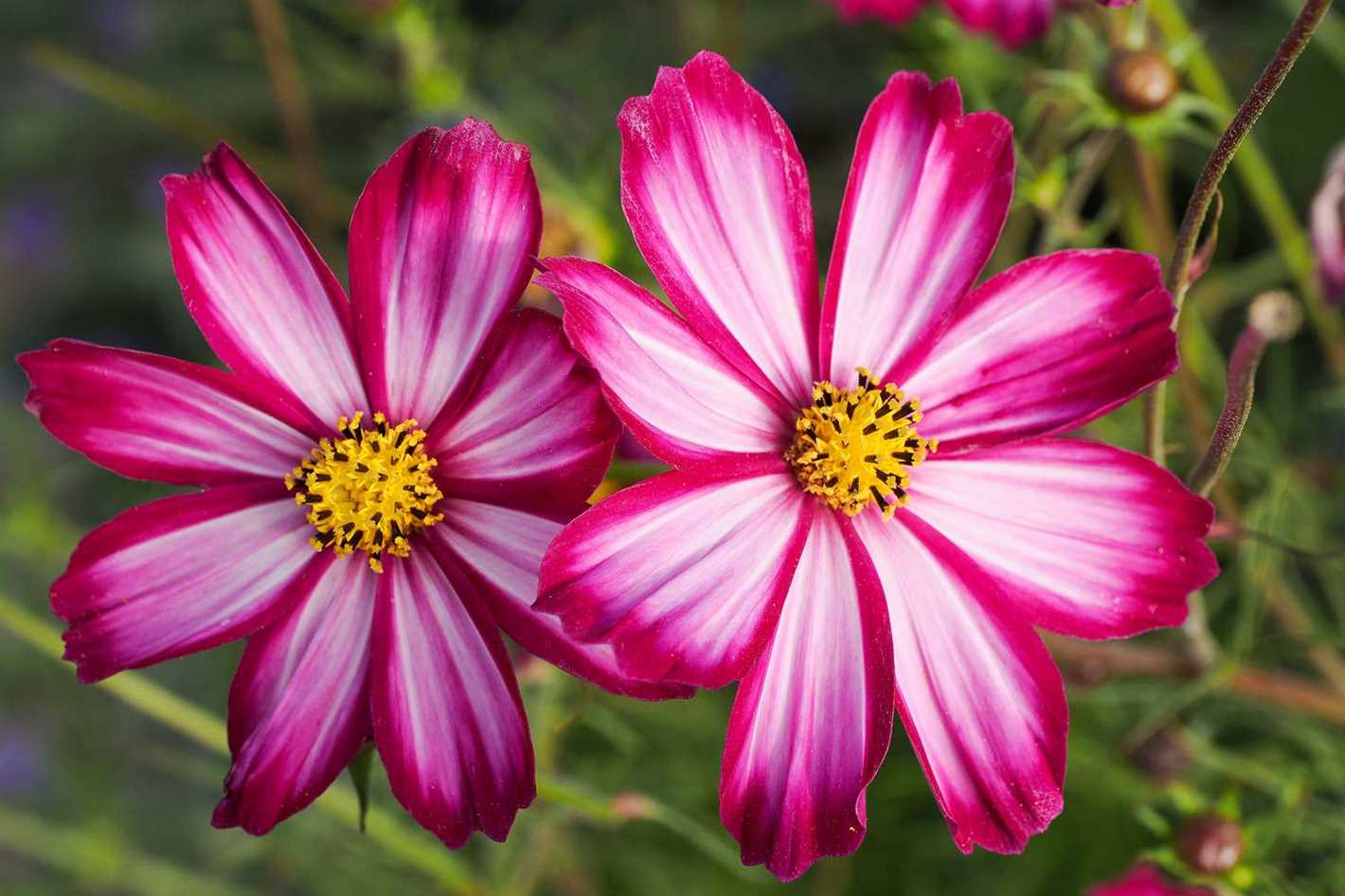 Long-flowering annuals for different climate zones