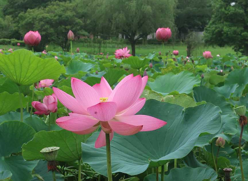 lotus has settled in the garden zgsa2msn