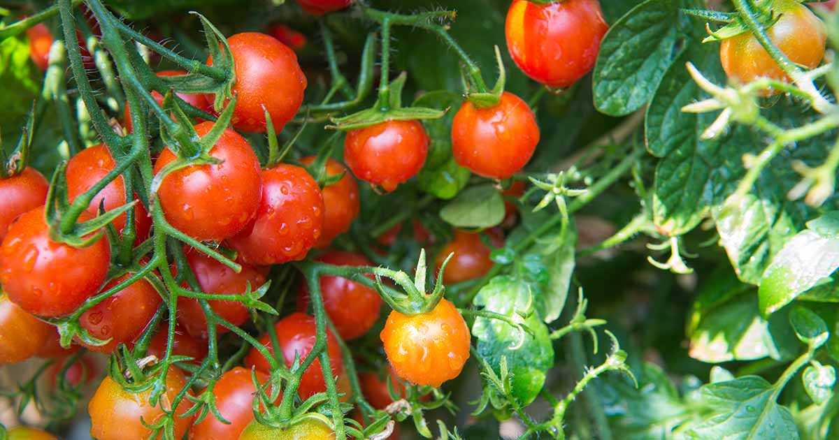 Tips for growing a low-maintenance tomato variety