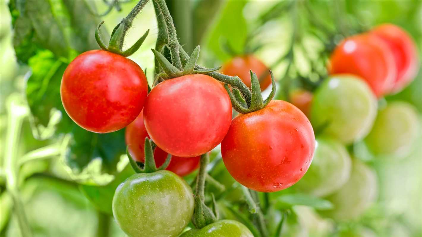 Benefits of growing a low-maintenance tomato variety