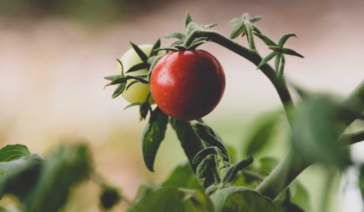 Harvesting and caring for low-maintenance tomato plants