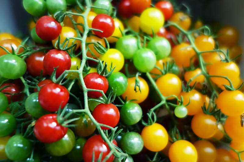 Harvesting tomatoes: