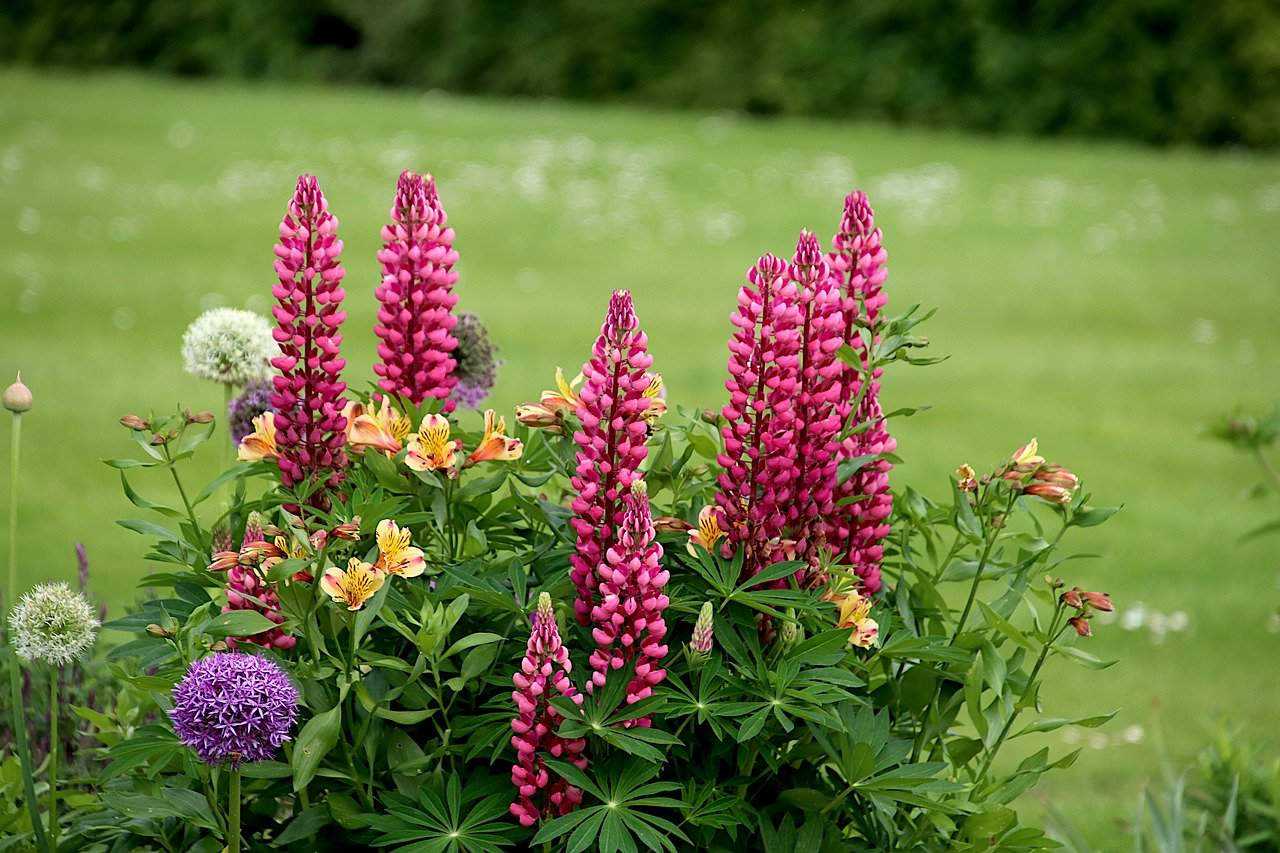 Choosing the Perfect Location for Your Lupines