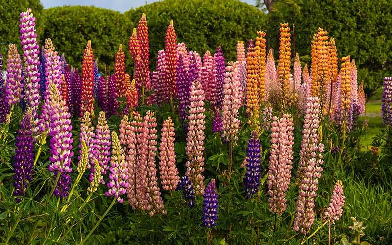 Preparing the Soil for Planting Lupines