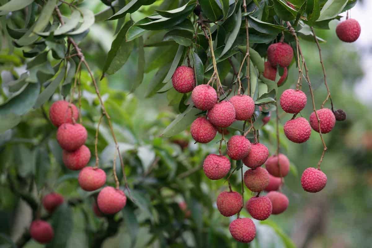 Lychee Infused Water