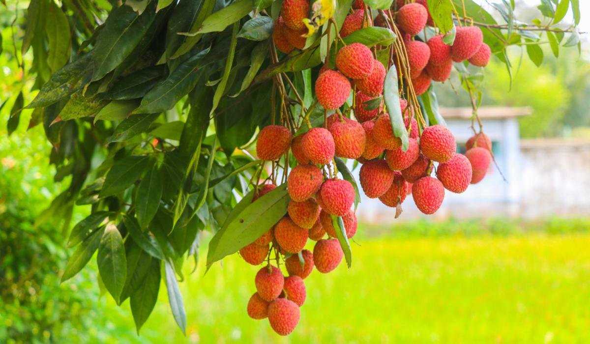 Harvesting and Handling Lychee Fruit