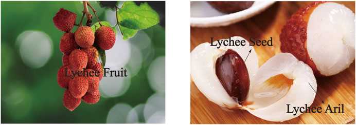 Common Pests and Diseases Affecting Lychee Plants