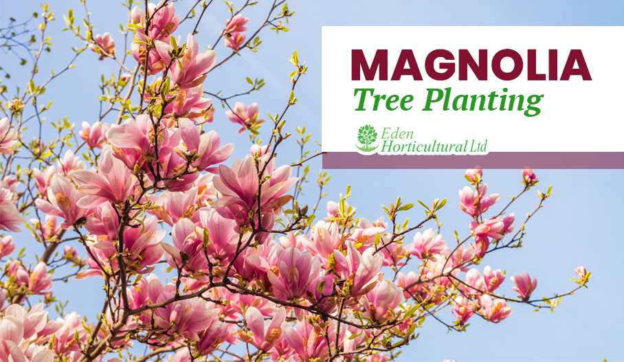 magnolia planting and care in the garden types and